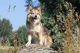 CHIEN FINNOIS DE LAPONIE 473